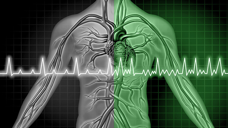 Illustration of a human circulatory system