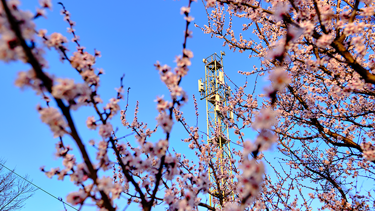 A 5G mast seen behind pink tree blossom
